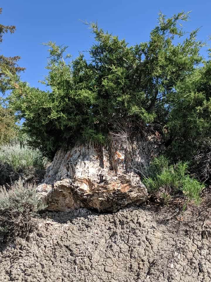 A petrified stump sitting on top of a hill made of rocks/clay. The stump is grey and red of color. There is large bush growing behind and the branches grow over the top of the stump. There are smaller bushes surround the stump.