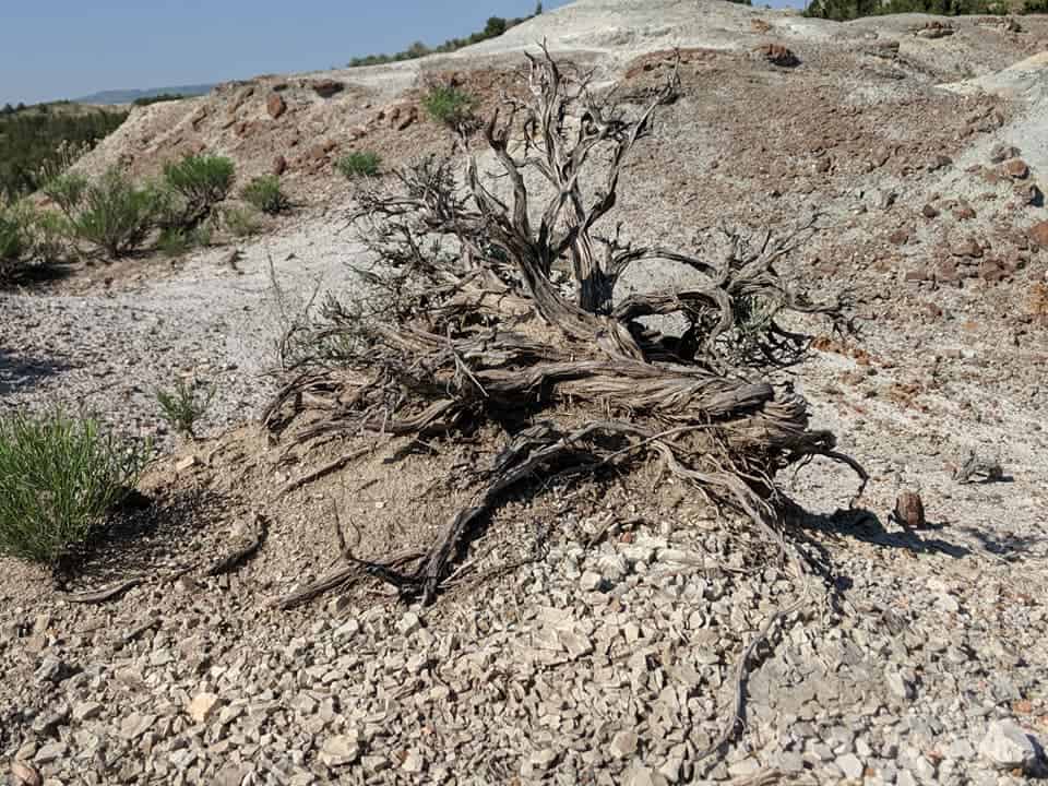 Landscape is mostly small rocks with a few scraggly bushes in the background. There is a large dead bush in the middle that is laying on its side and has no leaves.