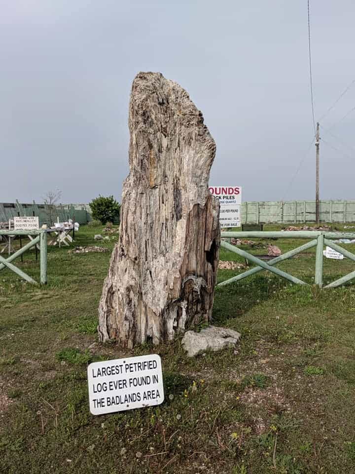 Largest Petrified Log found in this area of the Badlands on display outside in Petrified Gardens. There is a sign in front of the log with this information.