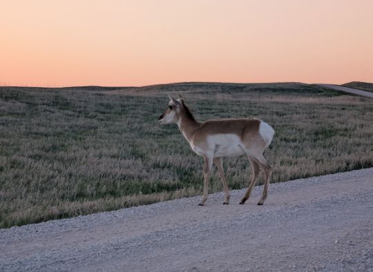 Pronghorn on the side of the road in Badlands National Park