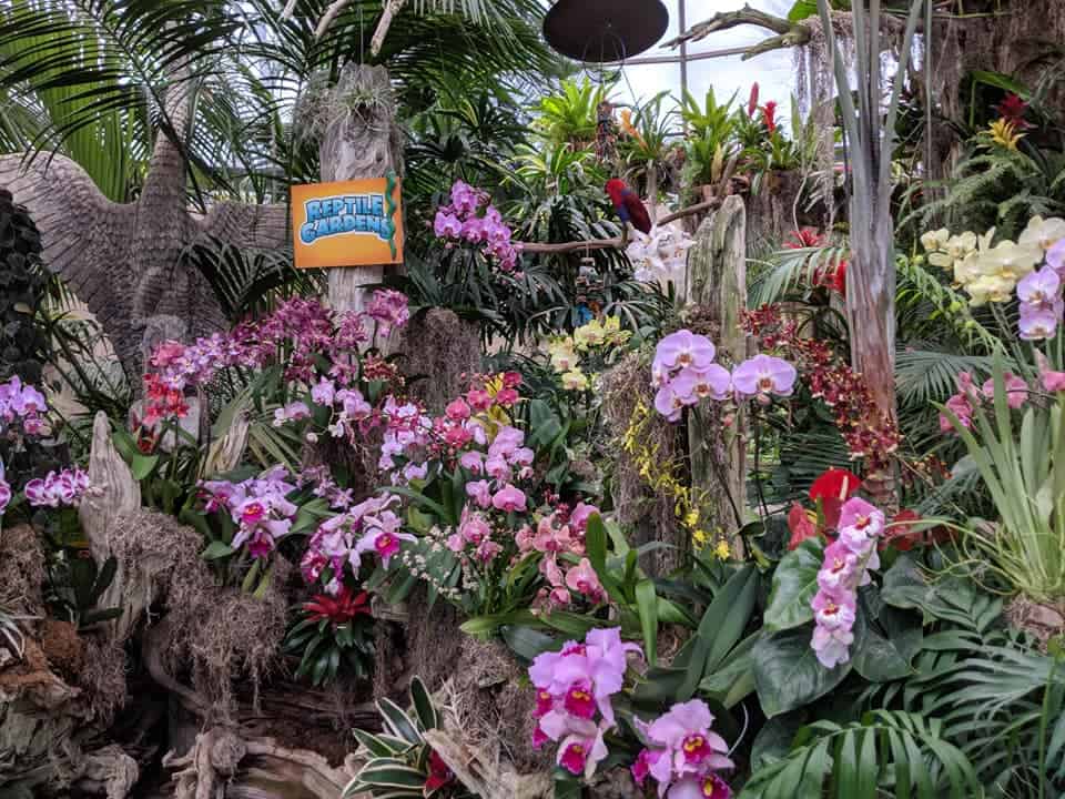Area where you first walk into the Sky Dome at Reptile Gardens. There is a wall of palm fronds, ferns and orchids of many colors (pink, purple, red, yellow). There is a yellow sign that has blue writing that says "Reptile Gardens". There is a Red and blue parrot on a branch in the top center of the frame.