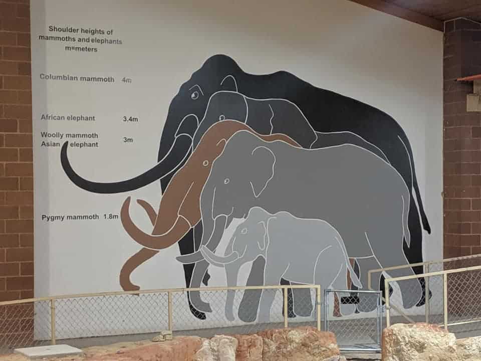 A sign on the wall in Mammoth Site. The sign shows the sizes of all of the different types of mammoths and elephants.