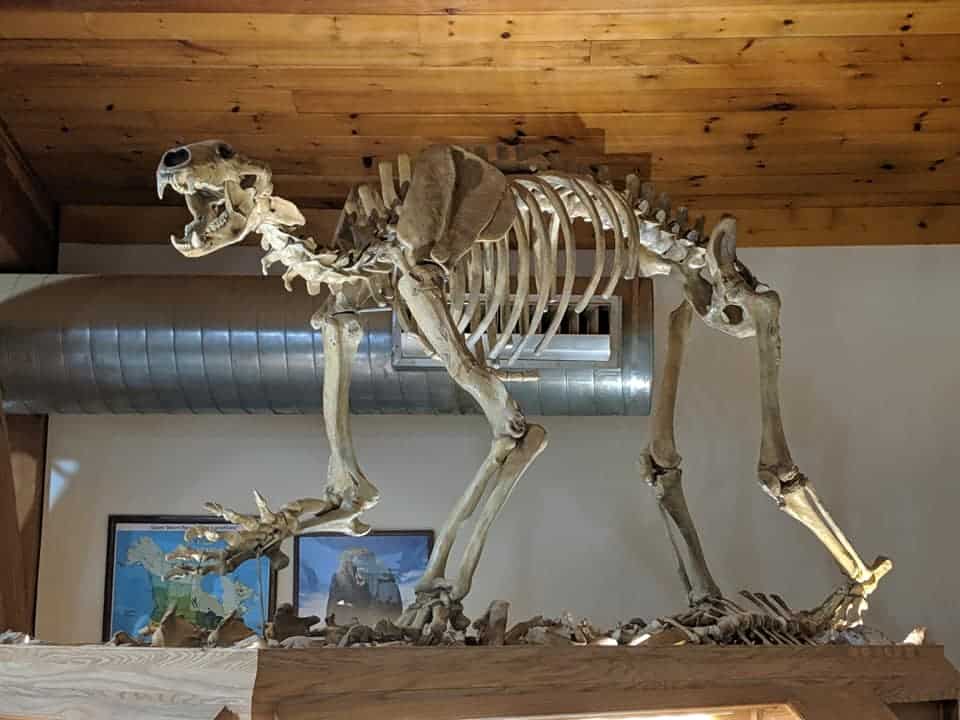 A short faced bear skeleton that is put together and on display in Mammoth Site.