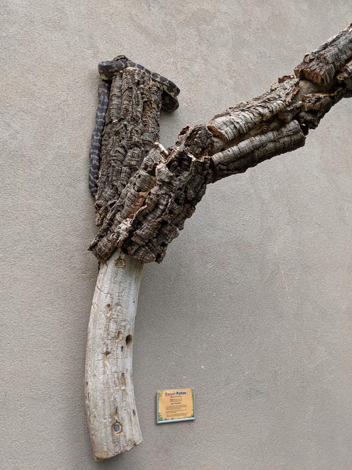 A carpet python on a branch on display inside Reptile Gardens in South Dakota