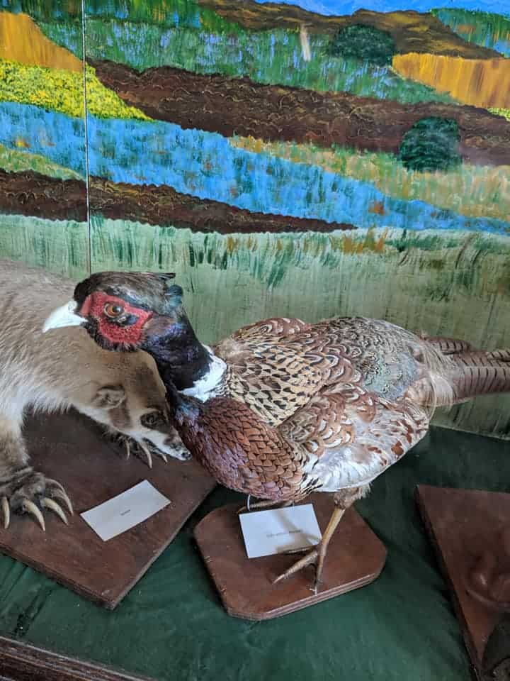 Taxidermy Quail in a display case inside the museum at Petrified Wood Park.