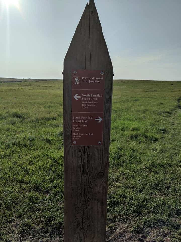 a single pointed post surrounded by prairie. There is a sign on the post stating that this is the Petrified Forest Trail Junction. There is an arrow pointed to the left for the North Trail and an arrow pointed right for the South Trial.