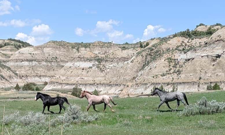 Wild horses running in Theodore Roosevelt National Park. The lead horse on the right is all black with a white muzzle, there is a pink colored horse behind him and bit further back is a grey horse. They are running on grass and there are several bushes between them and the camera. In the background are large mountains with stripes of colors in hues of whites, reds, and browns. There are trees speckled on the mountains.