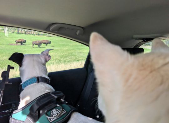 two dogs in car watching a herd of bison