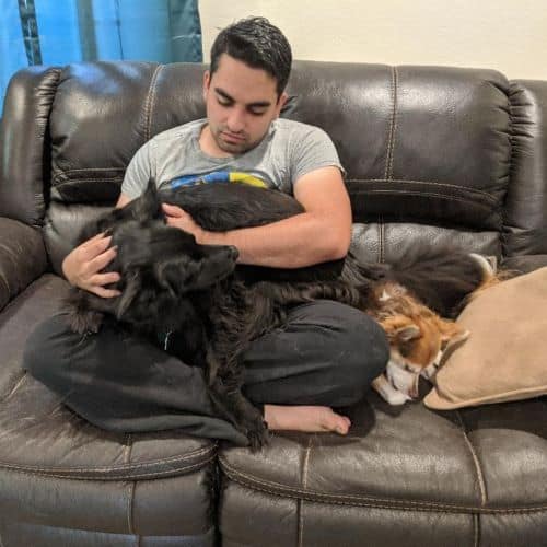 Black dog curled up in the lap of a man
