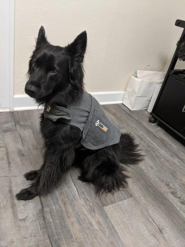 Medium sized black dog sitting and staring at the camera while wearing a grey ThunderShirt.
