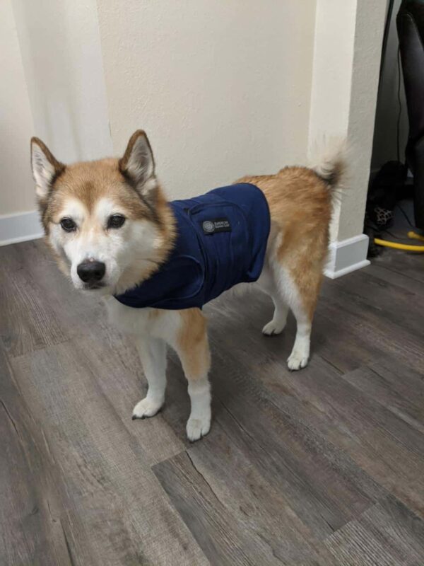 How To Help My Dog with Anxiety Pennies, Places, and Paws