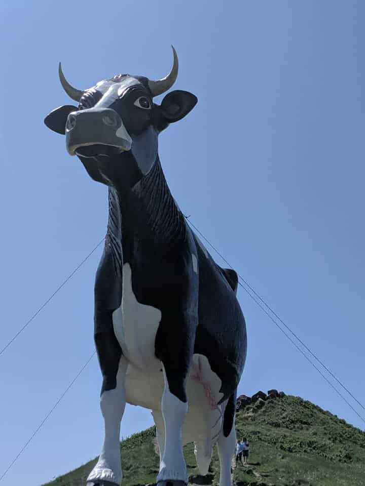 The World's Largest Holstein Cow statue on a hill. The hill continues to rise a bit more behind the cow. The Cow has white legs and a black body with small horns on its head. View is from the front of the statue looking up so you can see the whole thing.