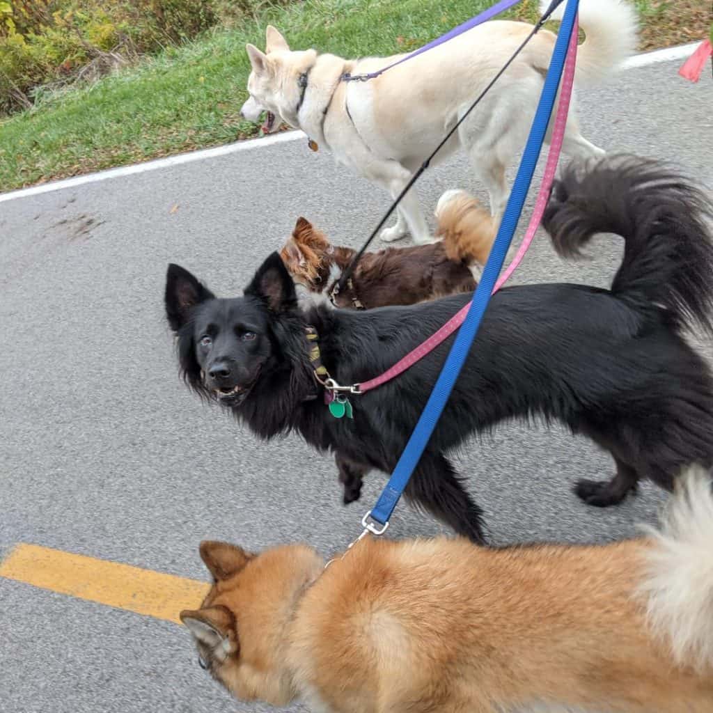 Four dogs walking side by side on leash; red and white Shiba Inu, a black lab/chow mix, a brown chihuahua mix, and a white husky.