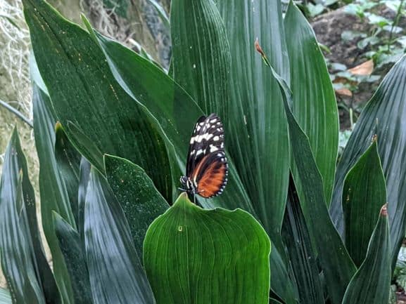 Large green vertical leaves fill the frame. There is a single butterfly that is orange and black with white dots on the tips of the wings.