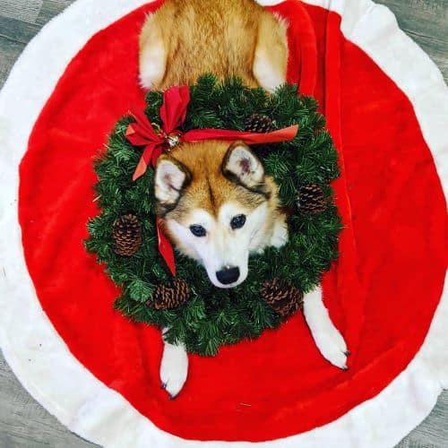 Shiba Inu posing with a Christmas wreath around his neck while laying on a red and white Christmas Tree Skirt