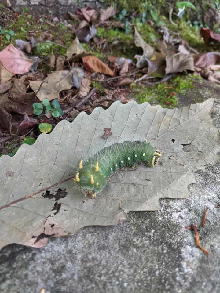 A close-up of a bright green caterpillar with yellow spikes. The caterpillar is on a large long light brown leaf. There are numerous brown leaves in the background.