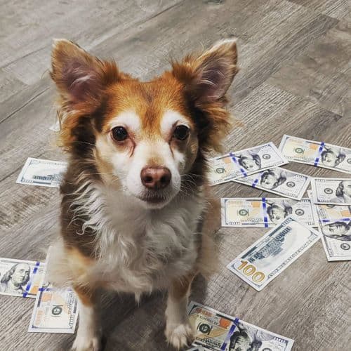 Brown and white Chihuahua sitting amongst numerous $100 bills strewn around him. Dog is sitting and looking up at camera.