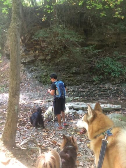 Two dogs in the foreground both brown and white. One is a Shiba Inu mix and the other a Chihuahua. Slightly farther back is a man wearing a black shirt and shorts with a blue backpack. He is holding the leashes of another two dogs. One dog is black and the other a white husky. They are in Cuyahoga National Park. There are large rocks on the ground and a steep embankment in the background. There are trees and many leaves on the ground.