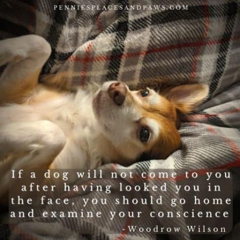 Animal Quotes | Pennies, Places, and Paws