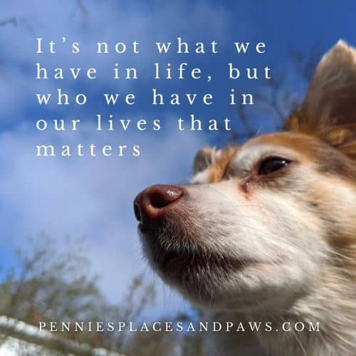 Animal Quotes | Pennies, Places, and Paws