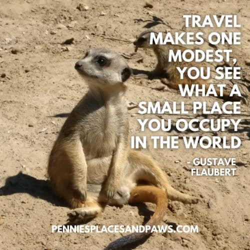 Quote: "Travel makes one modest, you see what a small place you occupy in the world" Background is a meerkat sitting in the sand.