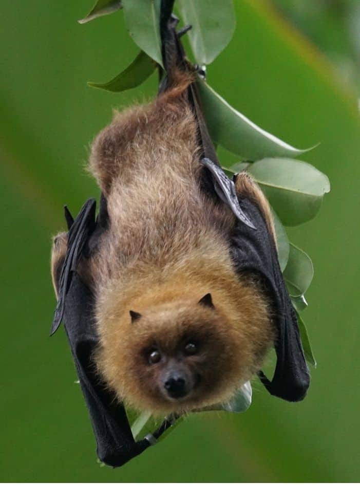 Photo of a brown furry bat with black wings hanging upside down