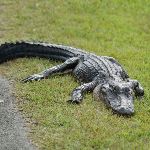 Alligator in the grass next to a path