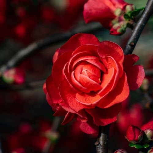 up close shot to a red flower bloom