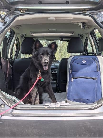 Black-Dog-sitting-in-the-back-of-a-vehicle-next-to-a-suitcase.-The-trunk-door-is-open-so-you-can-see-them-clearly-rotated