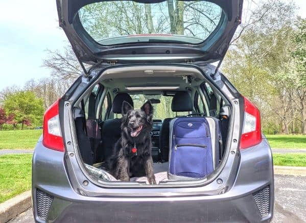 Black dog sitting next to a suitcase in the back of a hatchback