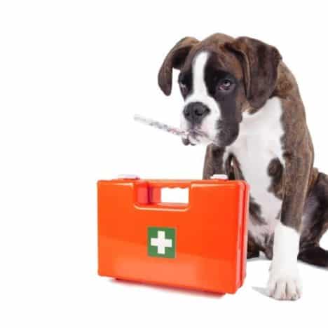 How to Create a First Aid Kit for Dogs | Pennies, Places, and Paws