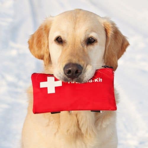 Diy dog hotsell first aid kit