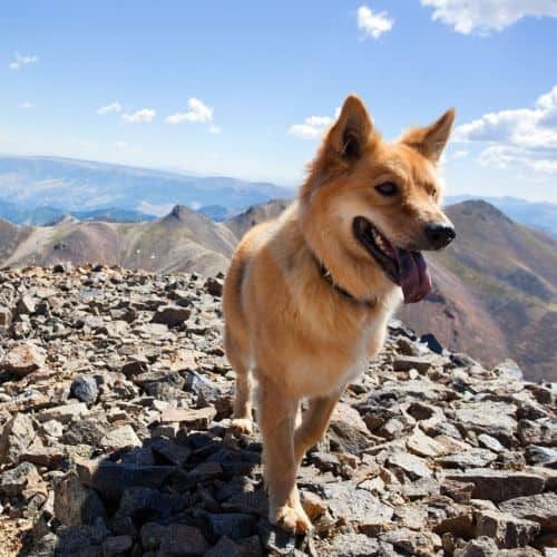 Brown dog in the mountains