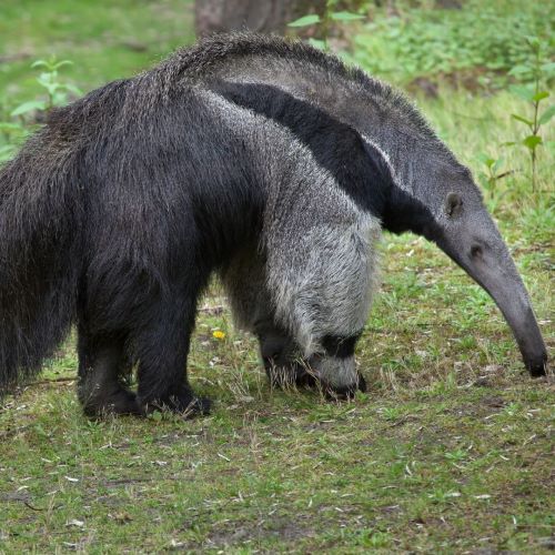 Giant Anteater