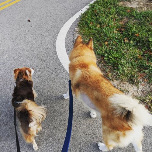 Two brown dogs walking on nicely on leash. They are on a paved path.
