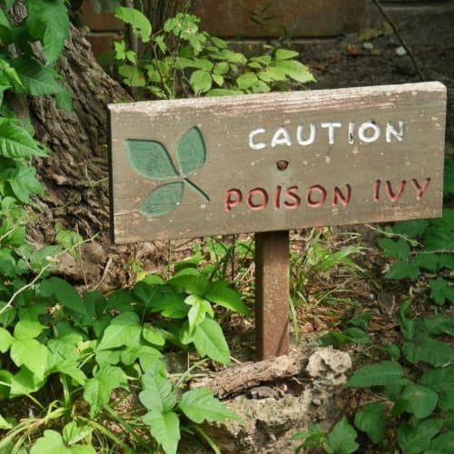 Wooden sign that say "Poison Ivy" next to poison ivy that is growing up a tree