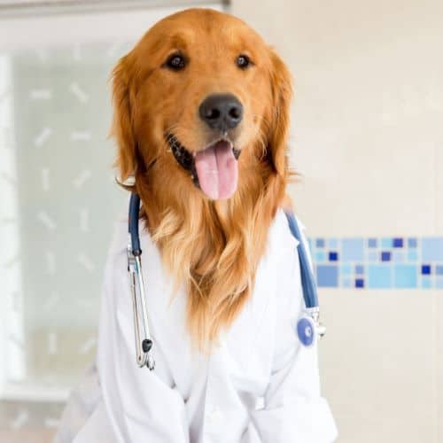Golden retriever wearing a lab coat and stethoscope