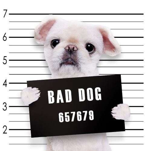 White pug holding a sign that says "bad dog"