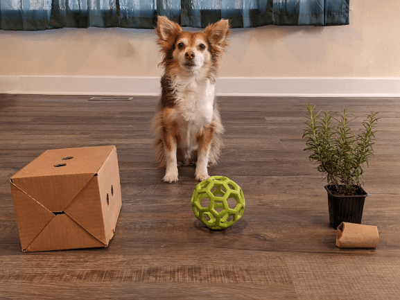 Brown and white chihuahua sitting by a box with holes in it, a green holey ball, a rosemary plant, and a small cardboard tube.