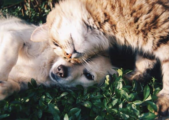 Small dog and cat rubbing heads while laying on greenery