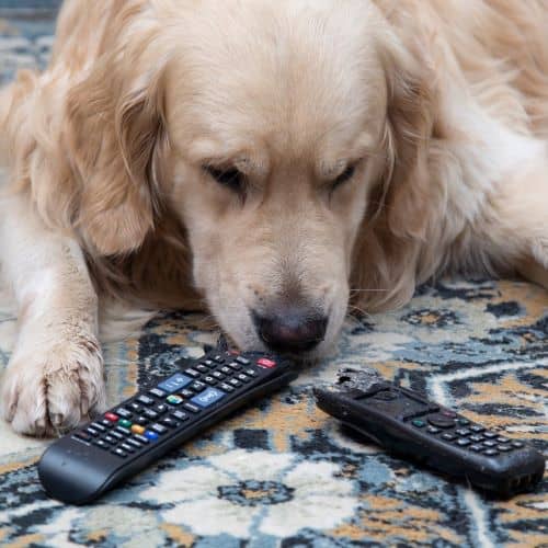 Golden retriever laying down on a carpet by two partially destroyed remote controls