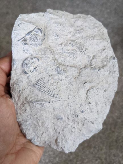 Fossils found at Fossil Park in Sylvania