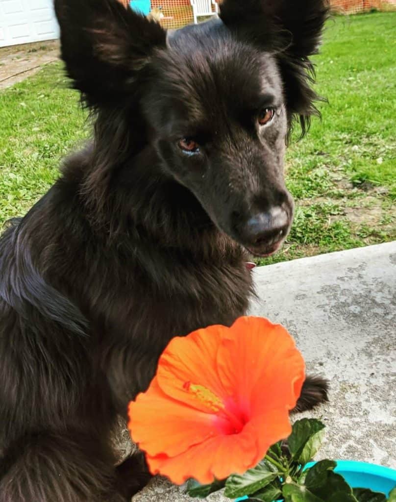 Black Dog sitting in front of an Orange Hibiscus