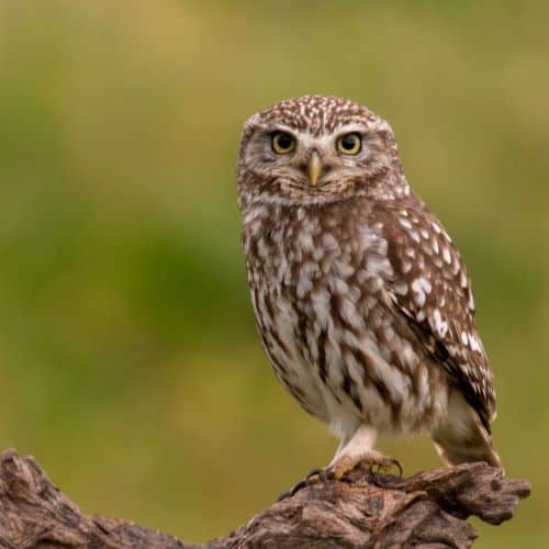 Brown owl perched on a branch
