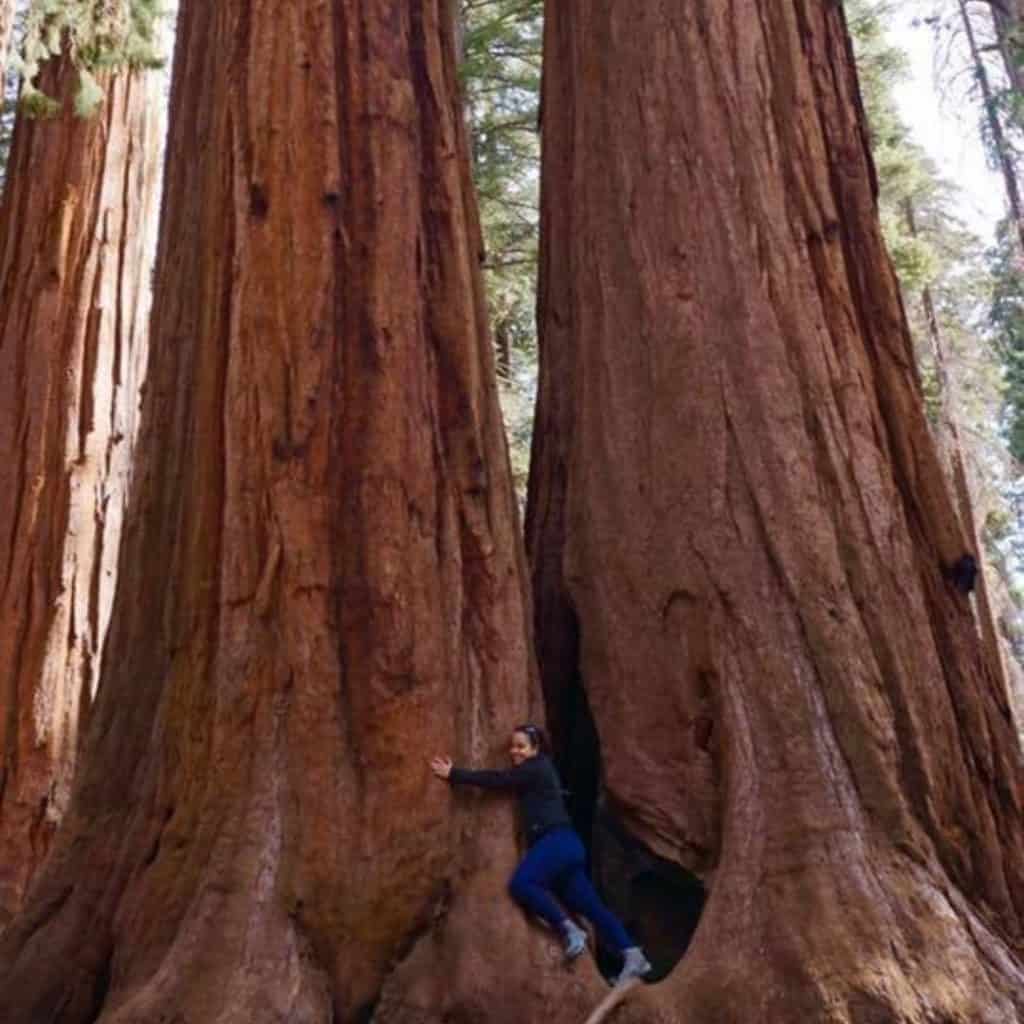 Woman Hugging A Sequoia Tree