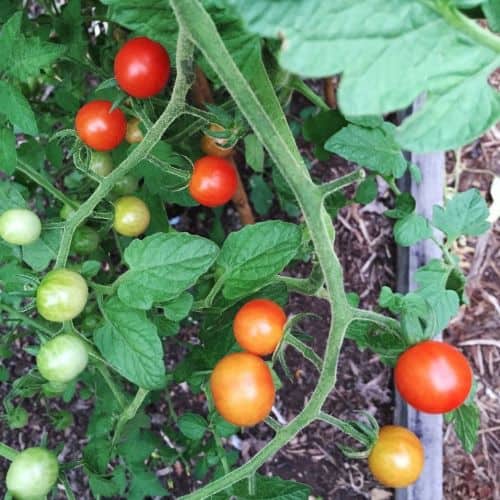 Close up picture of tomatoes on a vine. The tomatoes are in different shades of green, red and  all colors between the two
