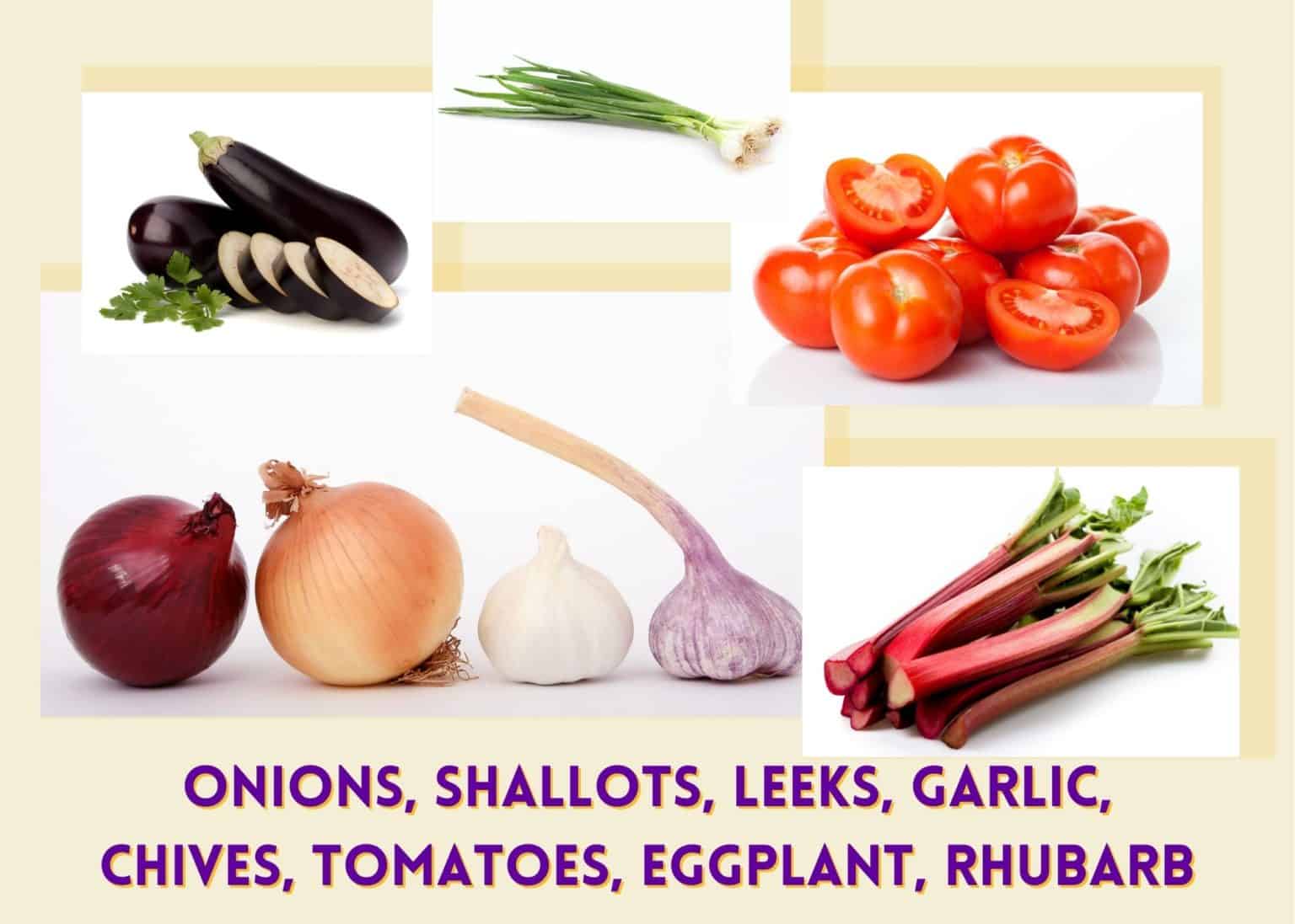 Toxic Outdoor Plants for Dogs and Cats Pennies, Places, and Paws