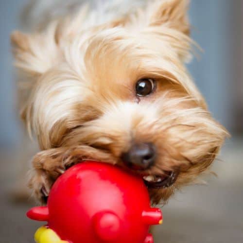 Yorkie puppy with a red toy