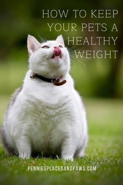 Is Your Pet a Healthy Weight? | Pennies, Places, and Paws