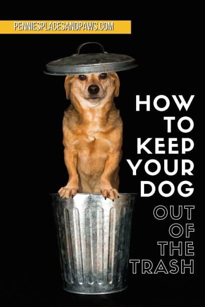 How to Keep Dogs Out of the Trash | Pennies, Places, and Paws